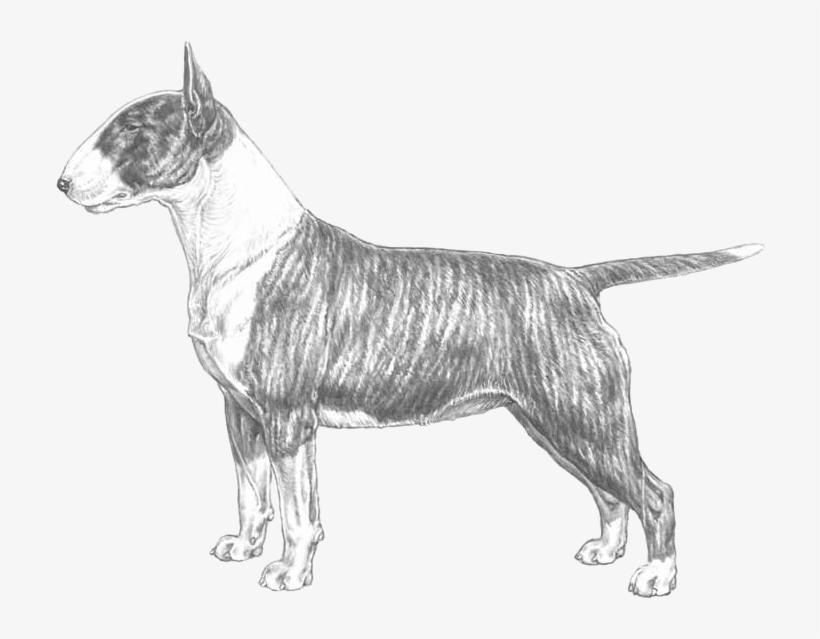 Bull Terrier - Disegni Di Bull Terrier, transparent png #5992180