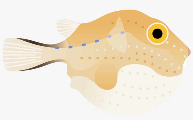 Puffer Fish Poster - Boxfishes And Trunkfish, transparent png #5996929