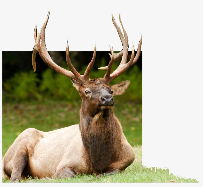 About - Hc 300m Sans Fil Caméra De Chasse Caméscope Full Hd, transparent png #5998263