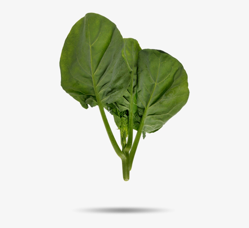 Tatsoi, transparent png #5998493