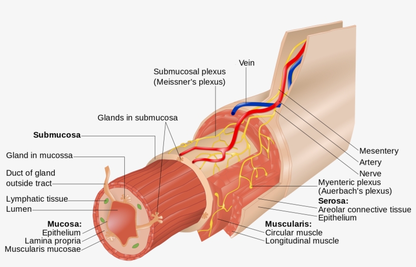 Open - Myenteric Nerve Plexus, transparent png #5999776
