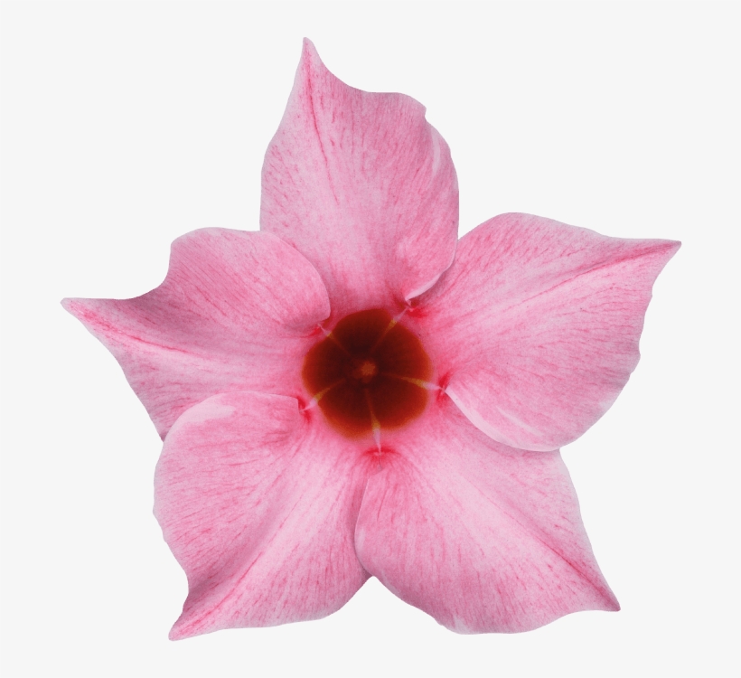 Sundaville Cream Pink - Cream Pink, transparent png #5999832