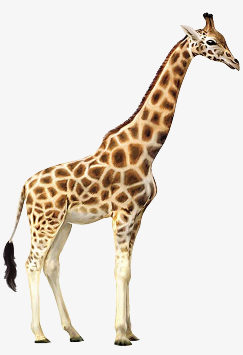 Graphic Transparent Library Animals Png Free Images - Giraffe Png, transparent png #60262