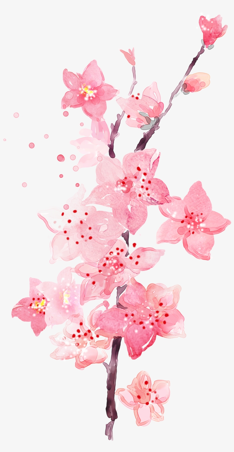 Watercolor Plum Blossom Transparent Decorative - Plum Blossom Png, transparent png #60934