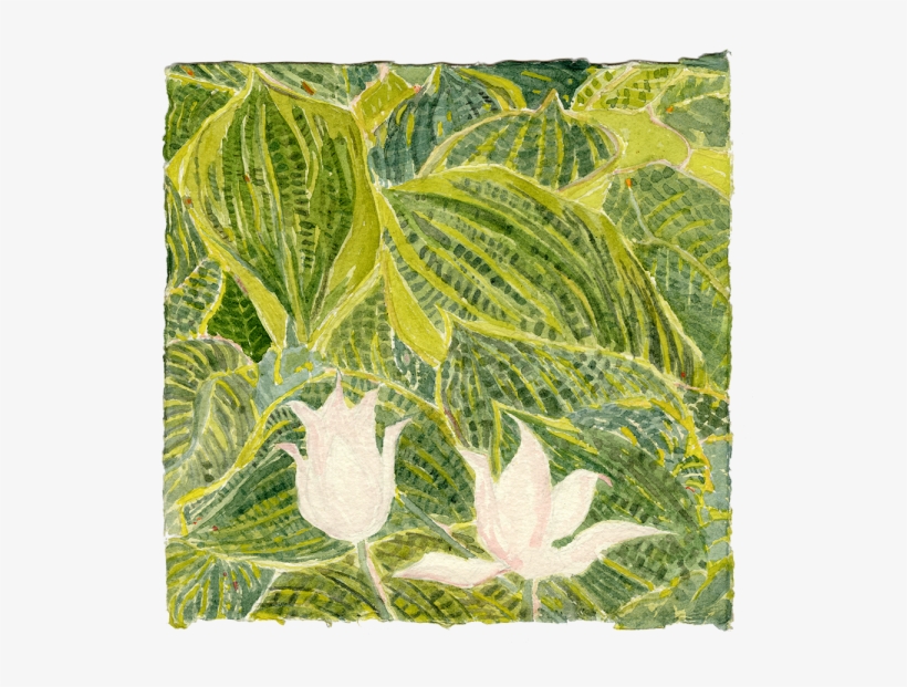 Watercolor - Pacific Treefrog, transparent png #61125