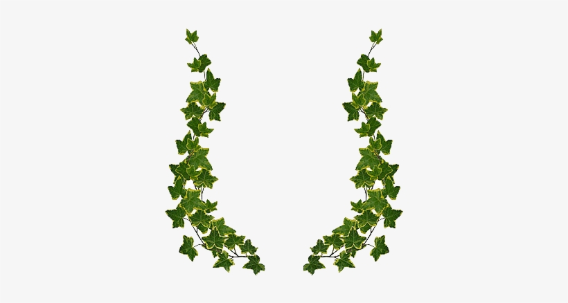 Ivy Drawing Frame - Green Leaf Border Design Png, transparent png #61246
