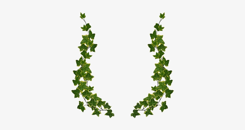 Ivy Drawing Frame - Green Leaf Border Design Png, transparent png #61246