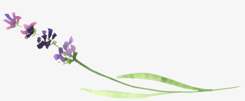 Ftestickers Flower Watercolor Report - Watercolor Lavender Png, transparent png #61335