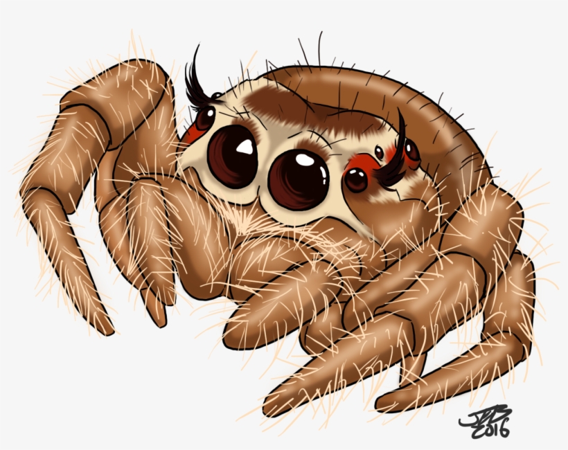 Cute Jumping Spider By Prodigyduck On Deviantart - Jumping Spider Coloring Page, transparent png #61537