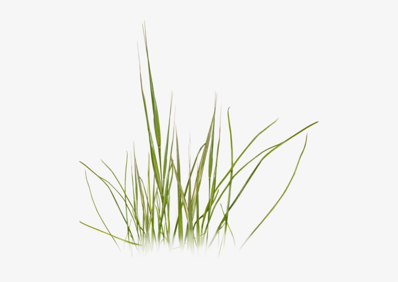 Grass Photoshop, Photoshop Texture, Photoshop Design, - Beach Grass Clip Art, transparent png #61834