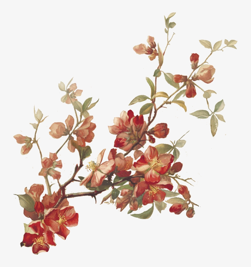 Cherry-blossoms - Botanical Illustration, transparent png #61858