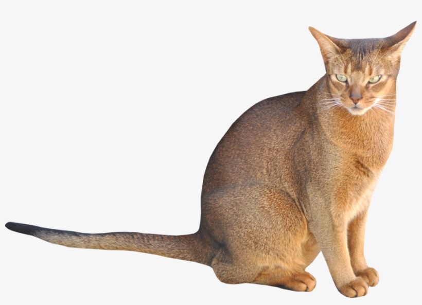 Cat Kitten Transparent Png Images Free Download 020 - Cats With Transparent Backgrounds, transparent png #62152