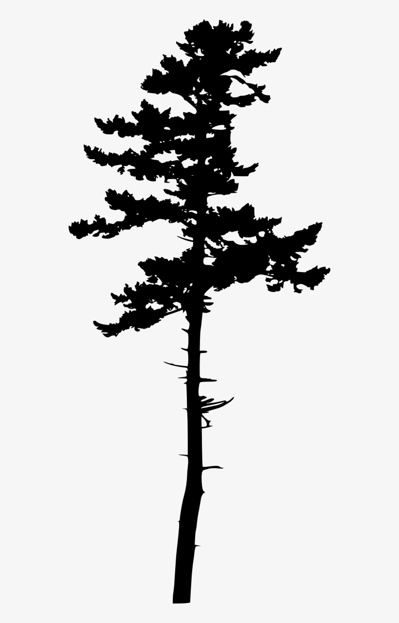 Tree Silhouette Transparent - Jack Pine Silhouette, transparent png #62170