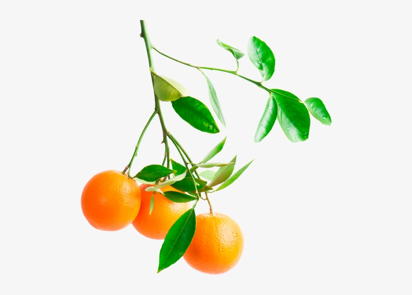 Orange-branch - Orange Tree Branch Png, transparent png #62265