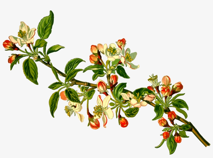 Branch Clipart Apple Tree - Malus Domestica, transparent png #62286