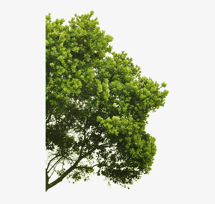 Arbre-gauche2 - Arbre Premier Plan, transparent png #62308