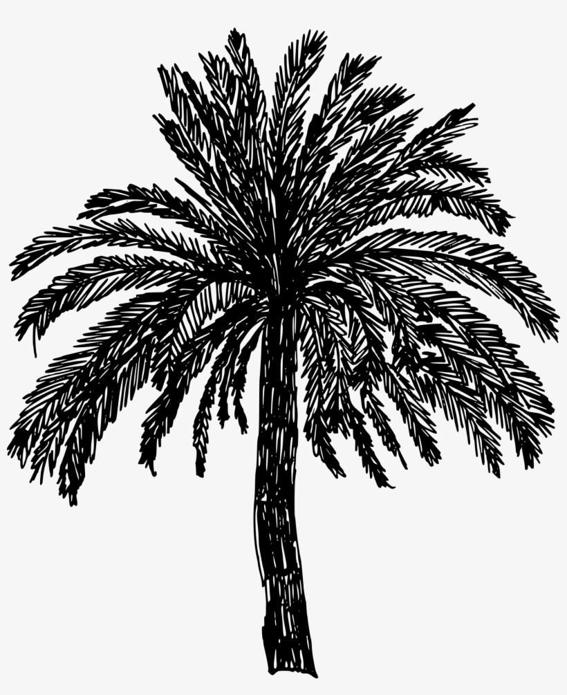 Jpg Black And White Stock Crayons Drawing Palm Tree - Tree Drawing Png, transparent png #62451