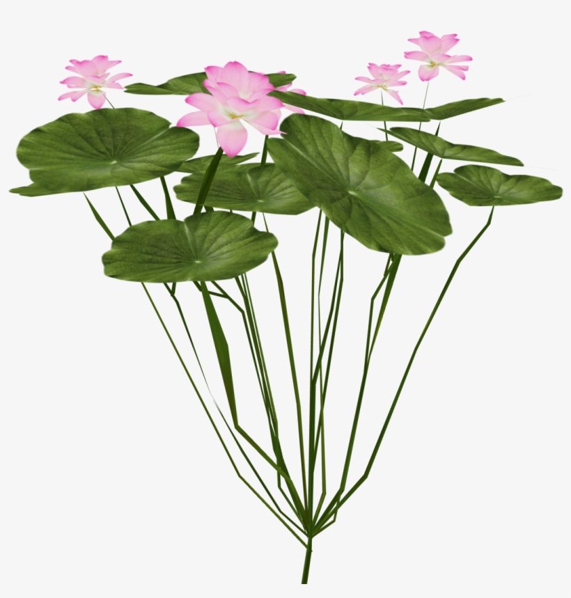 Indian Lotus - Lotus Plant Png, transparent png #62565