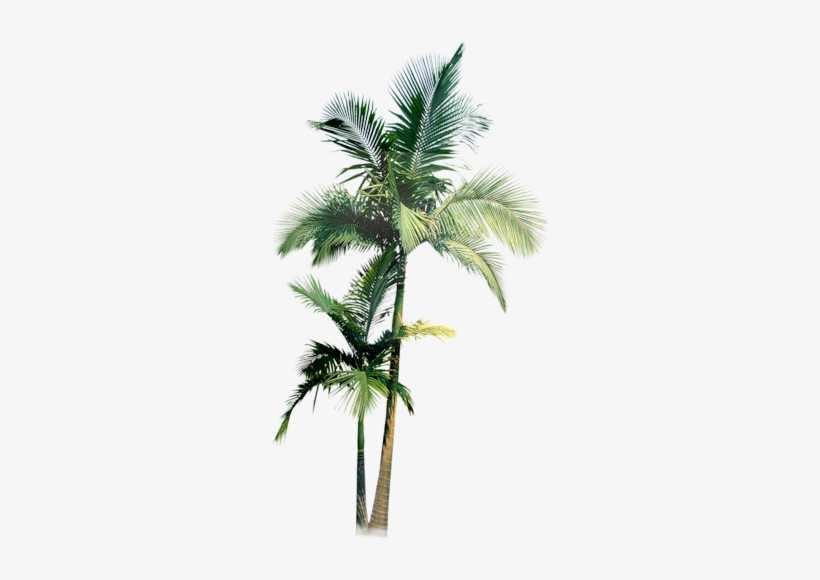 Palmier - Palm Tree Water Color Png, transparent png #62717