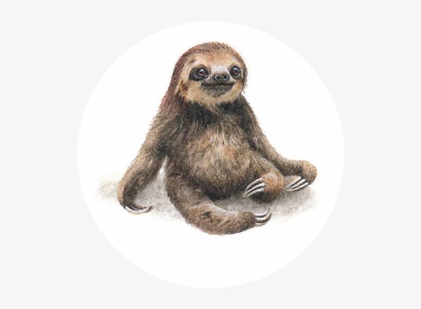 Off Of The Back Of Her Hugely Successful Previous Projects - Realistic Drawing Of A Sloth, transparent png #62719