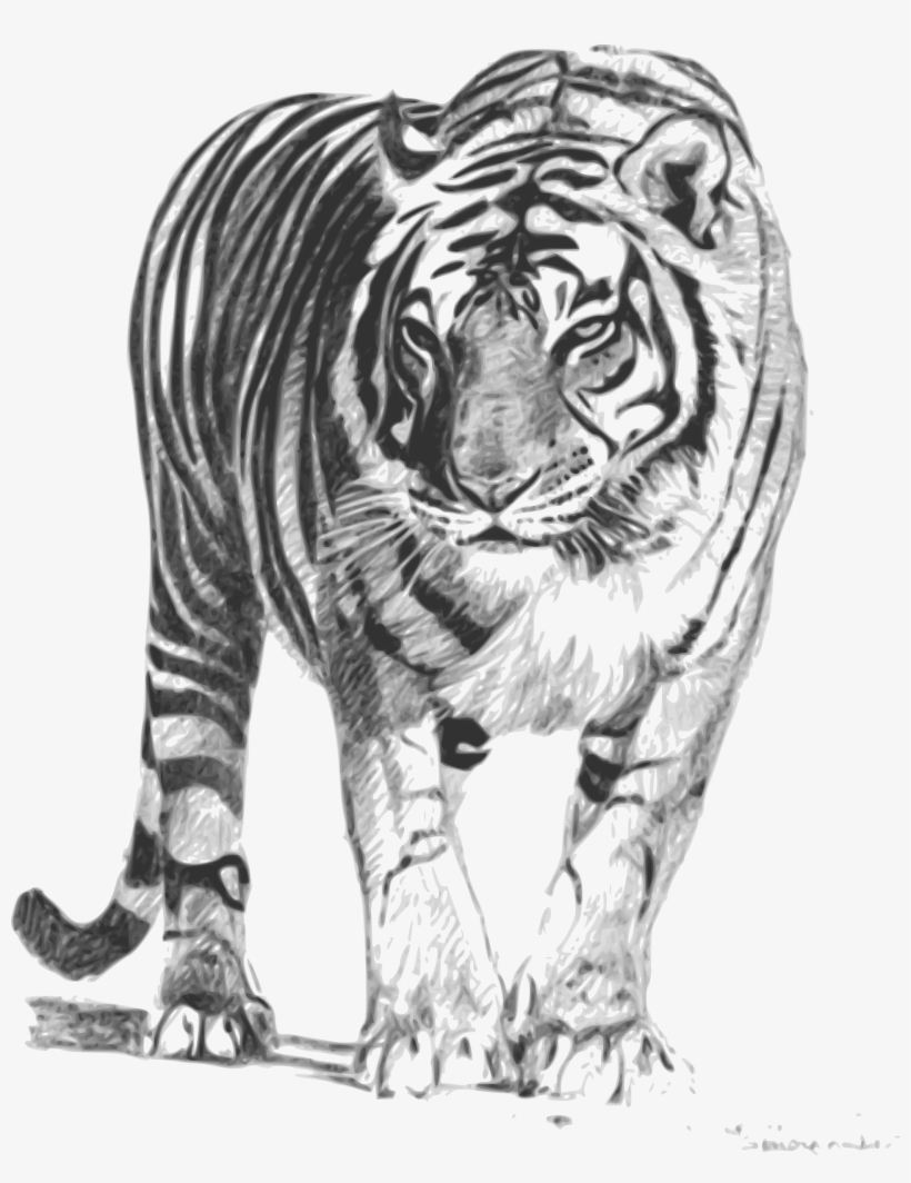 This Free Icons Png Design Of Bengal Tiger, transparent png #62803