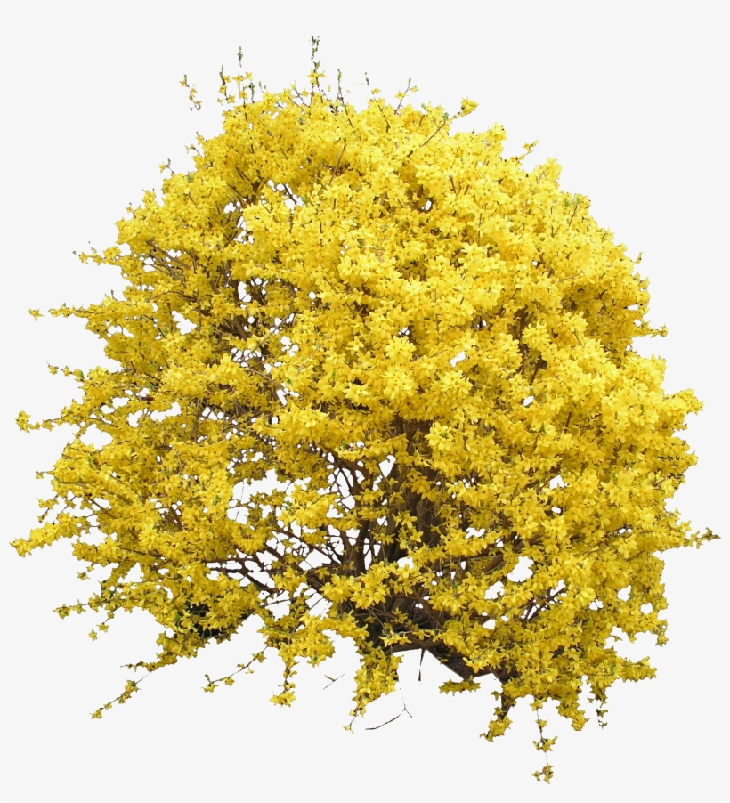 Blooming Forsythia Bush - Yellow Bush Png, transparent png #62824