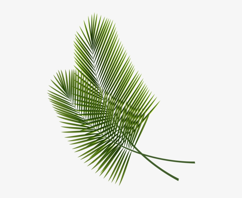 Tropical Leaves Clipart Image Tropical Leaves Clip Art Free Transparent Png Download Pngkey