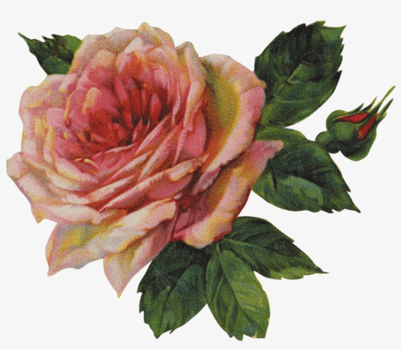 Vintage Victorian Rose Single - Bloom Troye Sivan Lyrics, transparent png #63127