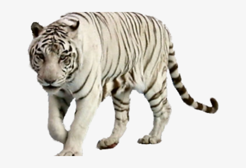 White Tiger Clipart Wight - Png Of White Tiger, transparent png #63428