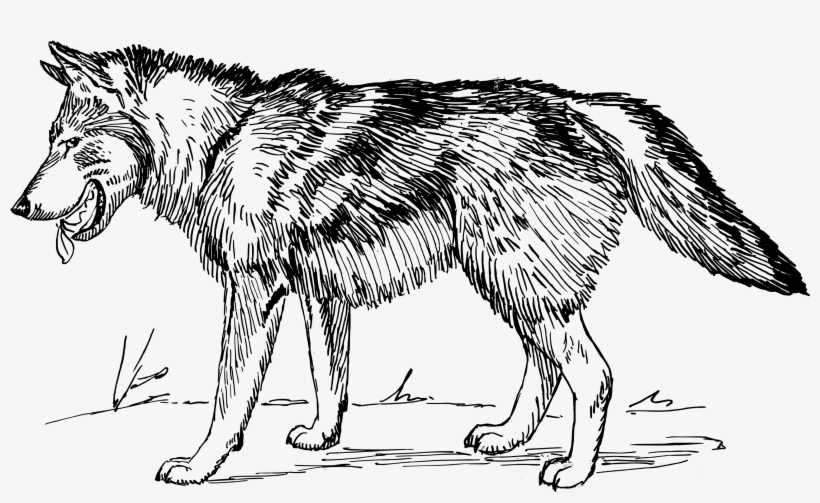 Illustration Of A Wolf - Clip Art Black And White Wolf, transparent png #63472