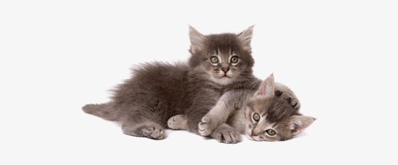 Picture Free Library Taking Care Of A Kitten - Cat And Kitten Png, transparent png #63697