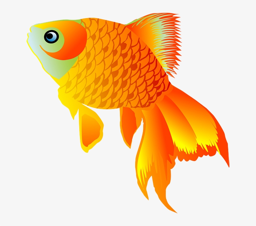 Goldfish, transparent png #63814