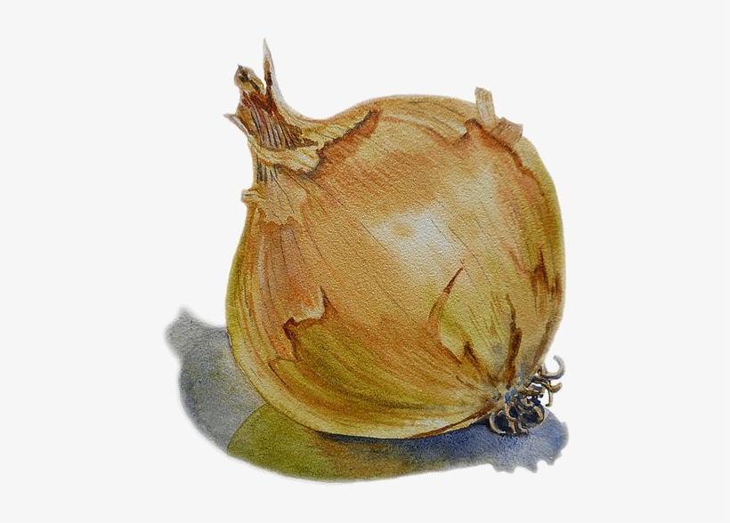 Fruits Et Legumes - Painting Of An Onion, transparent png #63842