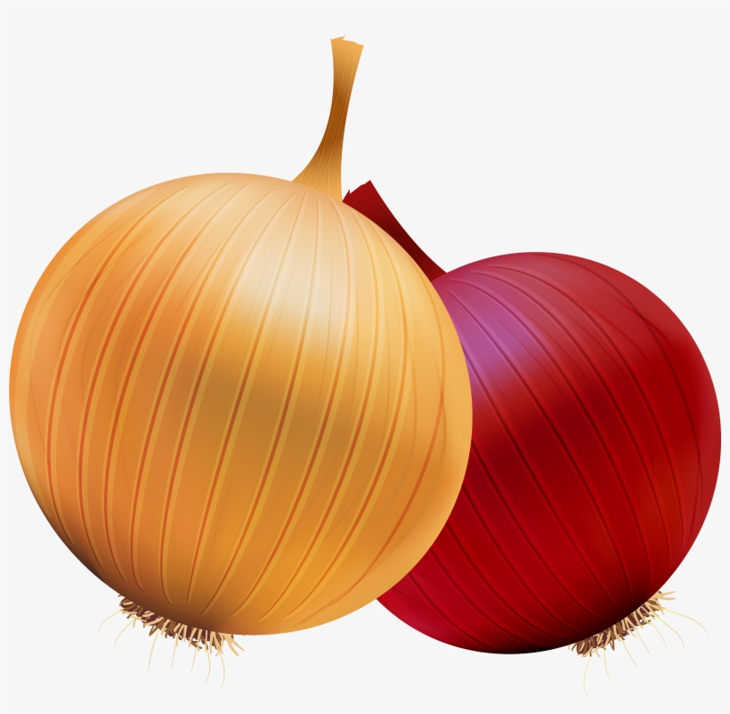 Onion And Red Onion Png Clipart - Clip Art Onion Png, transparent png #64012