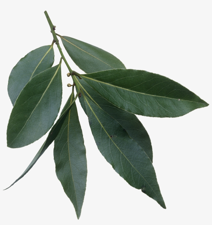 Laurus Nobilis Leaves - Fresh Bay Leaves Png, transparent png #64077