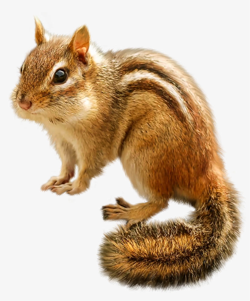 Chipmunk Png Clip Art - Chipmunk Clipart, transparent png #64405