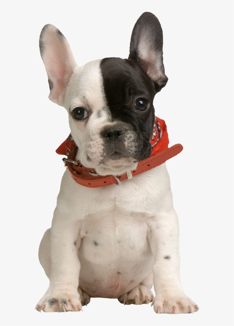 French Bulldog Puppy Png, transparent png #64449
