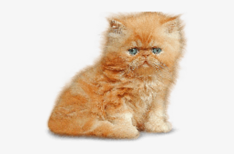 Kitten Png Transparent Graphic Freeuse Library - Kitten Png, transparent png #64674