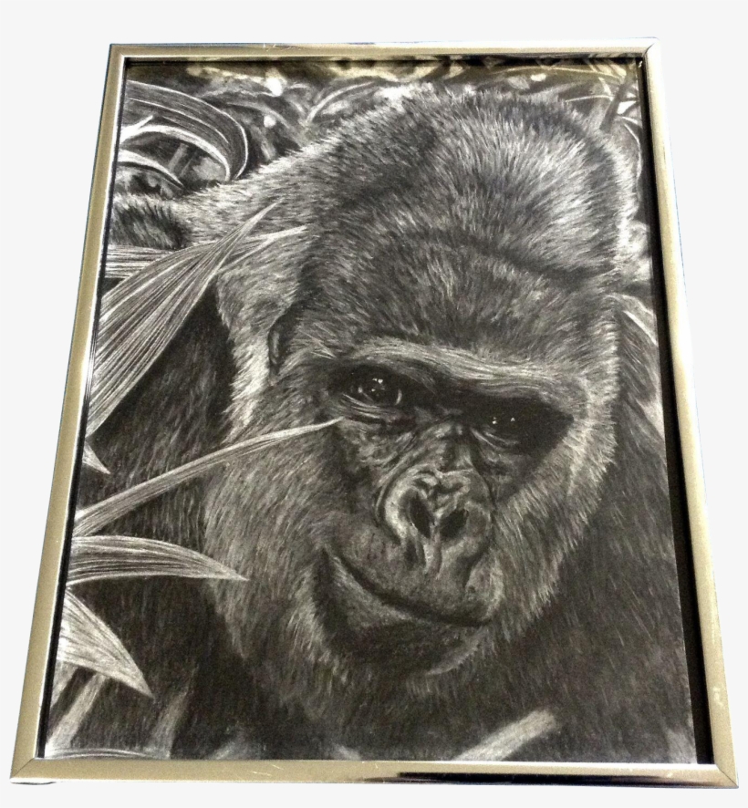 Gorilla Ape Realist Pencil Animal Drawing Works On - Drawing, transparent png #65321
