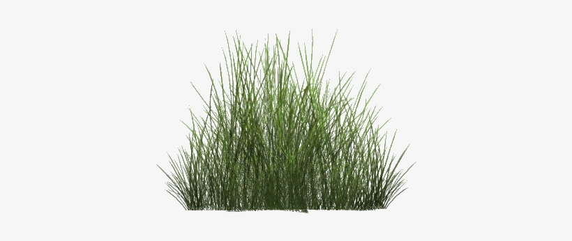 Desert Grass Png - Steppe, transparent png #65464