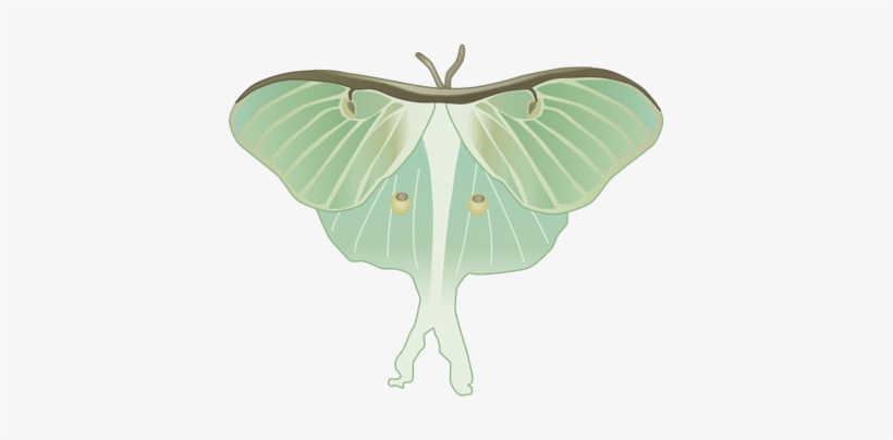 Luna Moth Clipart Watercolor - Luna Moth Drawin G, transparent png #65844