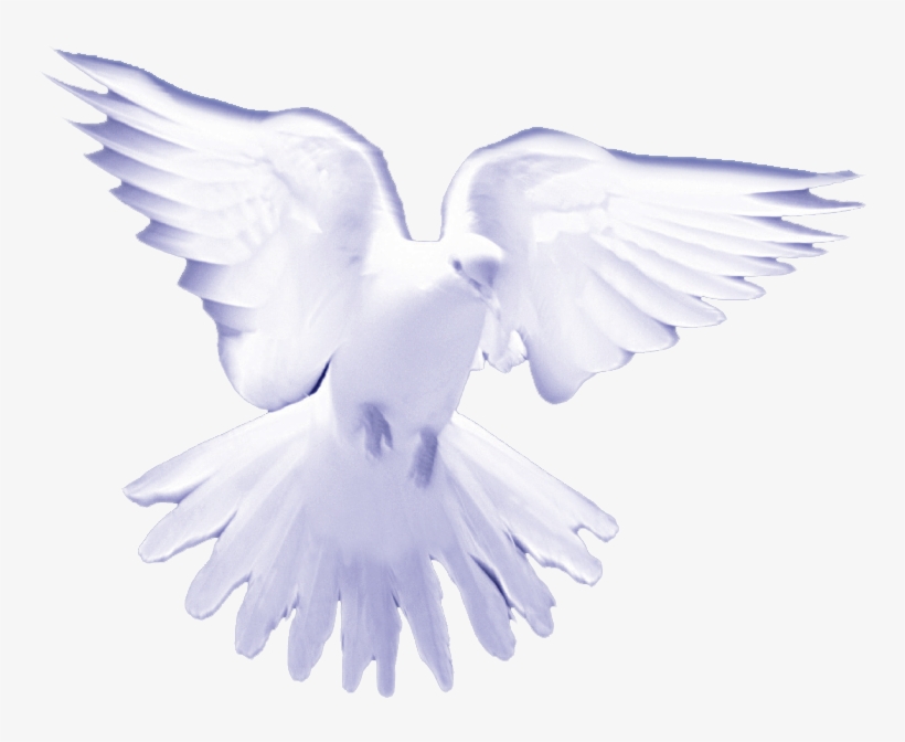 Dove - White Birds On Heaven, transparent png #65847