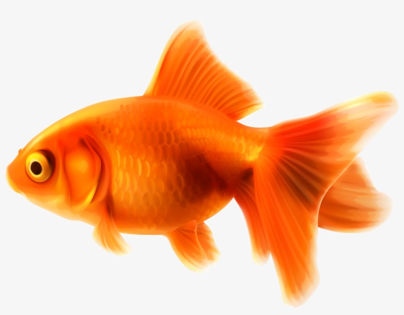 Goldfish Png Clipart - Goldfish Clipart, transparent png #65870