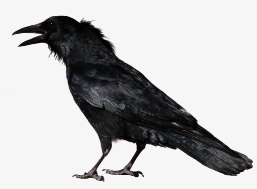 Crow Png Image - Crow With Transparent Background, transparent png #66366