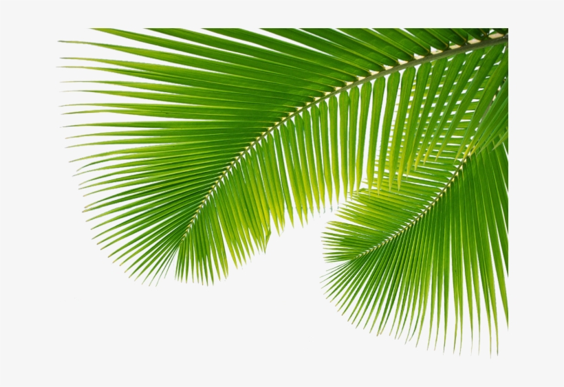 Free Icons Png - Palm Leaves Png, transparent png #66530