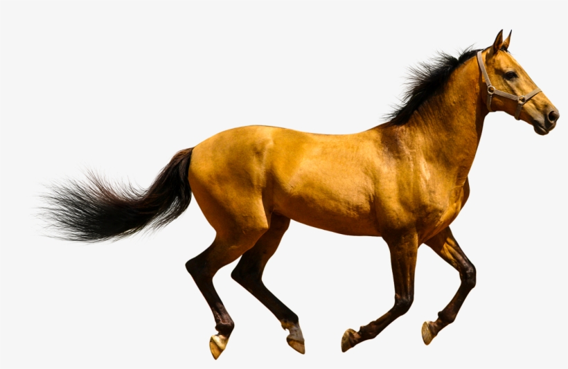 Animals Clipart Png,cartoon Animals Png,cute Animal - Horse Transparent, transparent png #66642