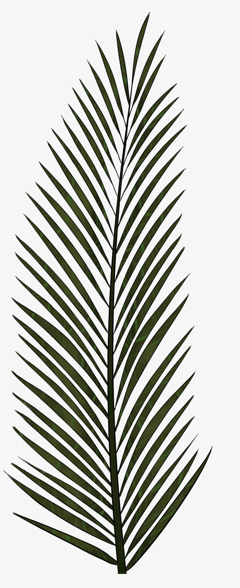Palm Tree Leaves Png Svg Transparent Library Free Transparent Png Download Pngkey