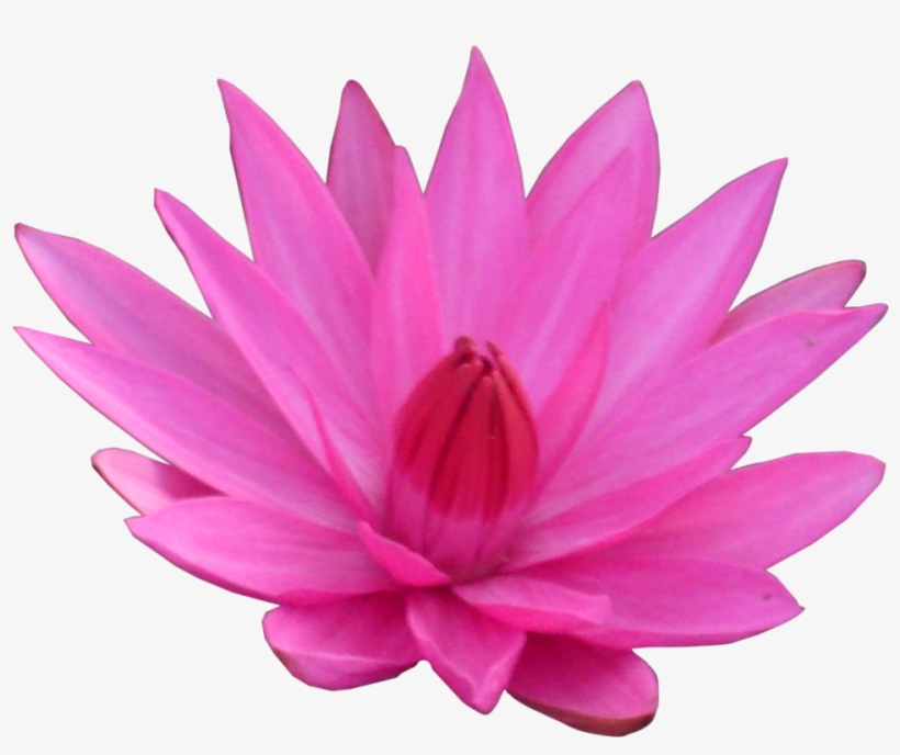 Lotus Transparent Png - Lotus Transparent, transparent png #66800