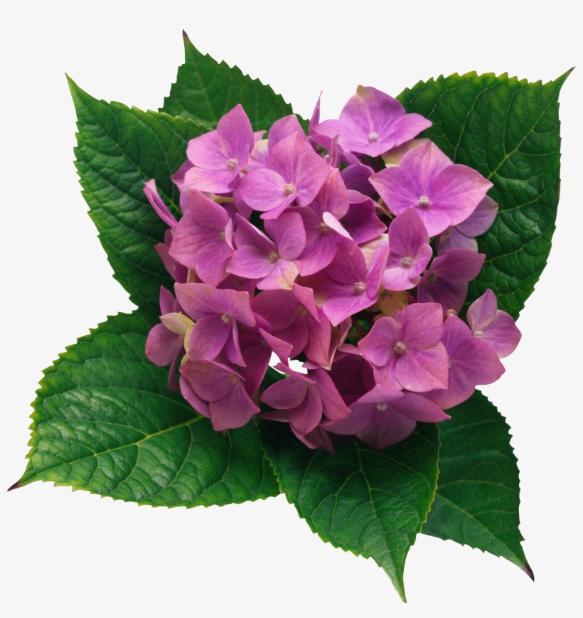 Hydrangea Png Clipart Picture - Impact Of The Environment On The Phenotype, transparent png #67477