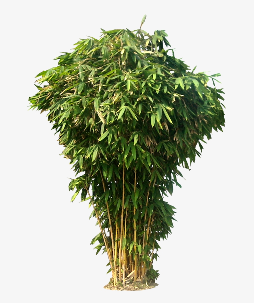 Tree Photoshop, Photoshop Design, Photoshop Images, - Bamboo Png, transparent png #67506